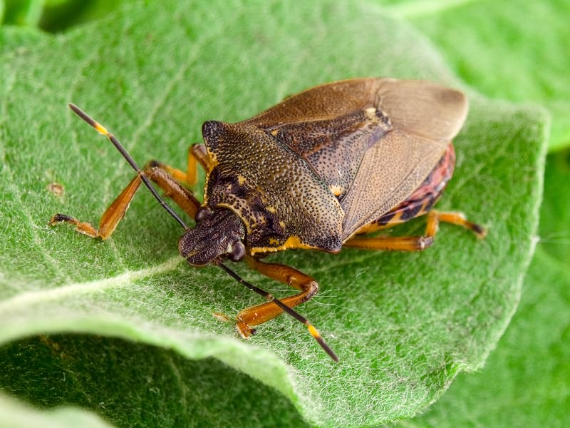 Pinthaeus sanguinipes (Fabricius, 1781)